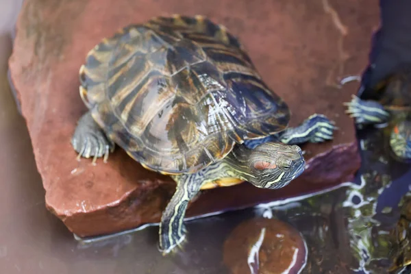 Sluit Roodoorschuifschildpad Huisdier Blijf Het Water — Stockfoto