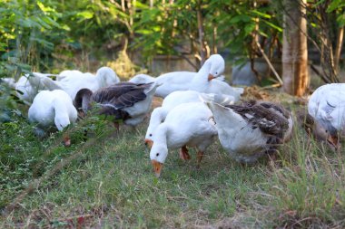 Beyaz kaz grubu bahçede yürüyor.