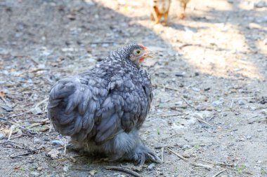 Tayland 'daki çiftlik bahçesinde gri renkli Japon Bantam tavuğu