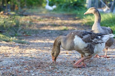 Yakından kahverengi kaz Tayland 'da bir çiftlikte yürüyor.