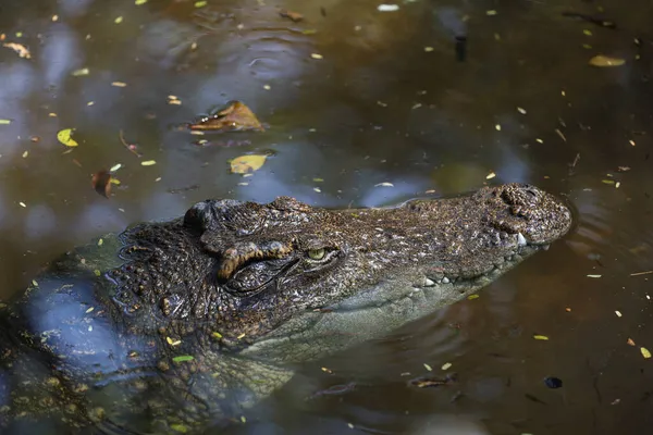 Közeli Krokodil Fej Folyóban — Stock Fotó