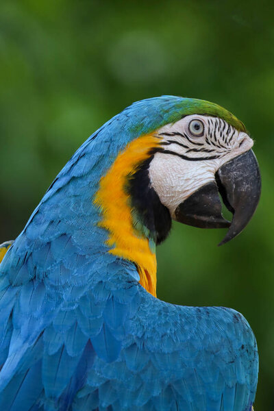 Close up haed the Blue and yellow macaw parrot bird in garden