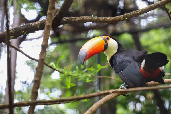 Toco Toucan Bird Wood Tree Forest — Stock Photo, Image