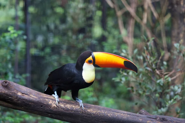 Oiseau Toucan Toco Sur Arbre Bois Dans Forêt — Photo