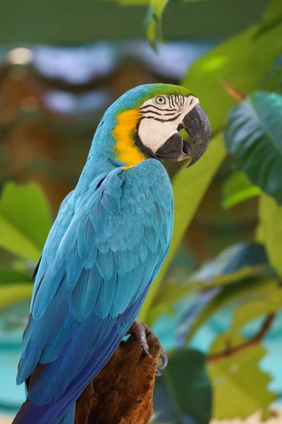 Cerca Cabeza Pájaro Loro Guacamayo Azul Amarillo Jardín —  Fotos de Stock