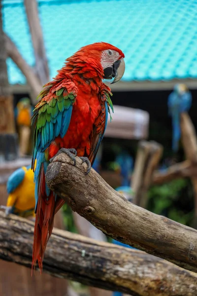 Fermer Tête Oiseau Perroquet Aras Rouge Dans Jardin — Photo