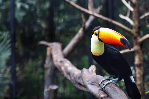 Oiseau Toucan Toco Sur Arbre Bois Dans Forêt — Photo