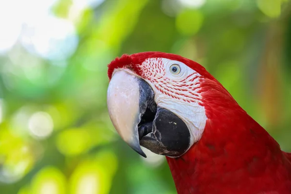 Großaufnahme Kopf Der Rote Ara Papageienvogel Garten — Stockfoto