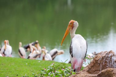 Bahçedeki Boyalı Leylek Kuşu (Mycteria leucocephala)