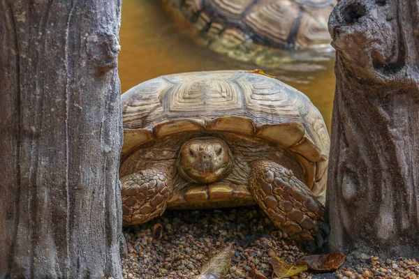 Zamknij Głowę Wielki Żółw Sulcata Ogrodzie — Zdjęcie stockowe
