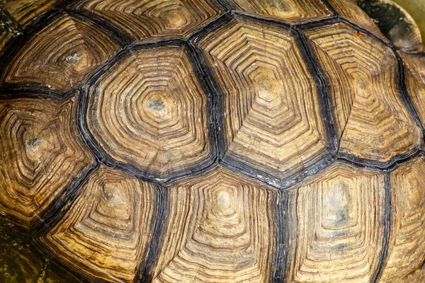 Close Sulcata Pele Tartaruga Para Pele Animal — Fotografia de Stock