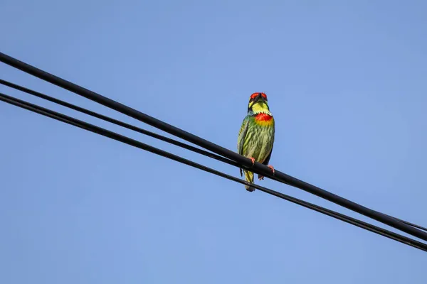 Oiseau Oriole Coloré Sur Ligne Électrique Thaïlande — Photo