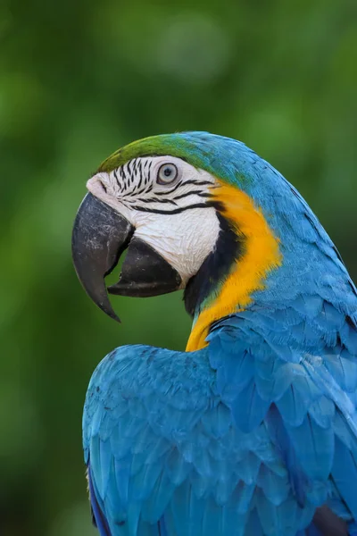 Zavřít Červené Papouška Papouška Papouška Zahradě — Stock fotografie