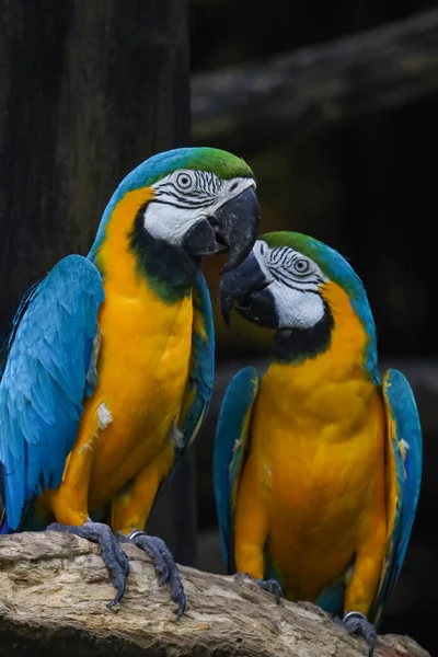 Κλείστε Κόκκινο Πουλί Παπαγάλο Macaw Στον Κήπο — Φωτογραφία Αρχείου