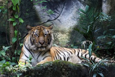 Bengal kaplanı çok güzel bir hayvandır ve ormanda tehlikelidir.