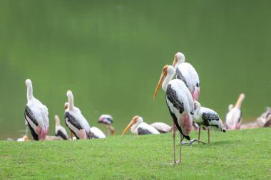 Bahçedeki Boyalı Leylek Kuşu (Mycteria leucocephala)