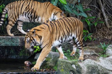 Bengal kaplanı çok güzel bir hayvandır ve ormanda tehlikelidir.