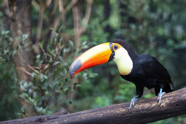 Uccello Toco Toucan Sull Albero Legno Nella Foresta — Foto Stock