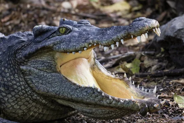Close Crocodilo Ação Mostrar Cabeça Jardim — Fotografia de Stock