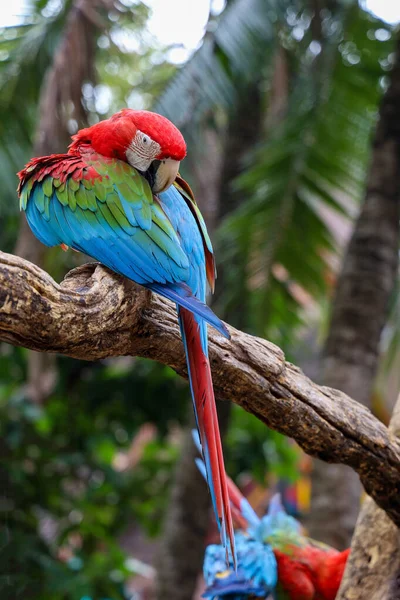 閉じる頭を赤いマコーオウムの鳥で自然庭園 — ストック写真