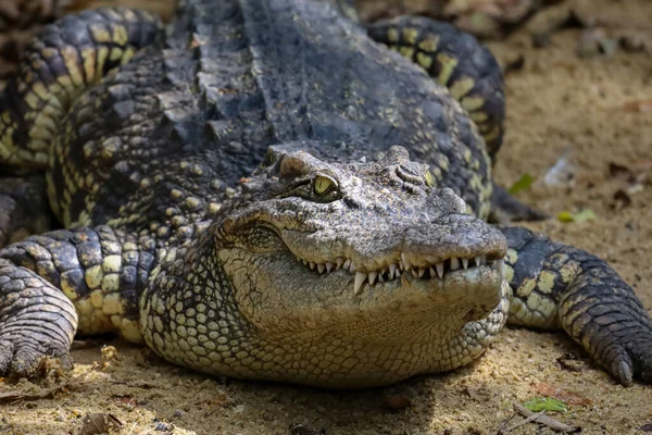 Den Thai Krokodil Vila Trädgården — Stockfoto