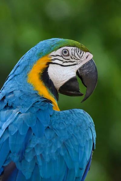 Cerca Del Pájaro Loro Guacamayo Azul Hermoso Pájaro Jardín —  Fotos de Stock
