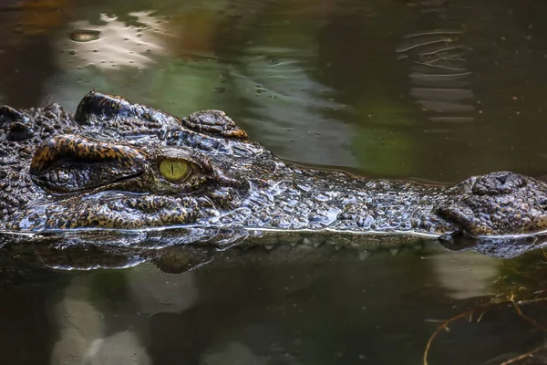 Закрыть Голову Крокодил Показывает Голову Реке — стоковое фото
