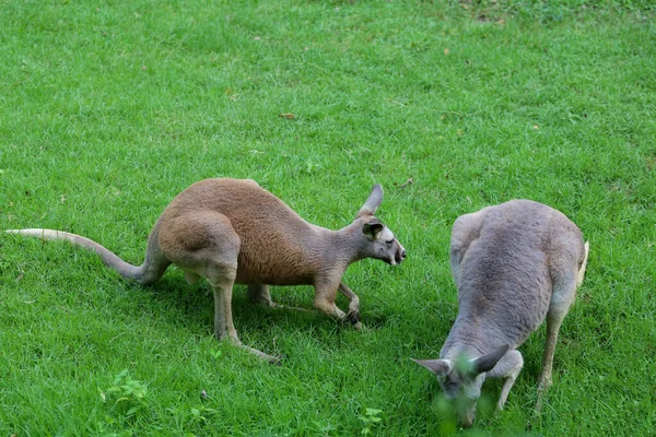 Kangoeroe Blijven Gras Eten Tuin — Stockfoto