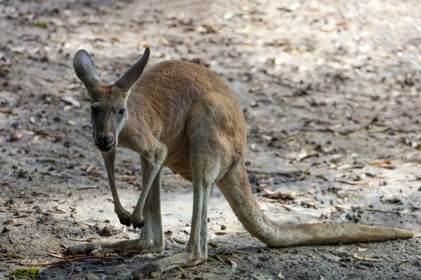 Kanguru Kal Bahçede Dur — Stok fotoğraf