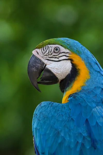 Zavřít Modré Papouška Papouška Papouška Ptáka Zahradě — Stock fotografie