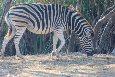Tayland 'daki çiftlikteki Burchell Zebra