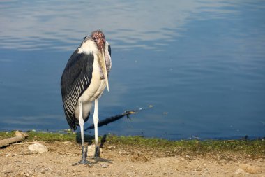 Marabutlar bahçedeki büyük kuş hayvanlarıdır. 