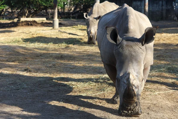 Rinoceronte Branco Mamífero Vida Selvagem Jardim — Fotografia de Stock