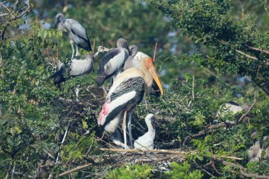 Bahçedeki yuvaya boyanmış leylek kuşu (Mycteria leucocephala)