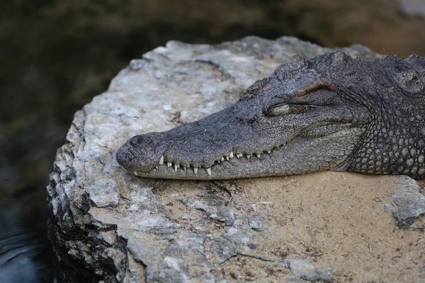 Крупним Планом Крокодил Спить Скелі Біля Річки — стокове фото