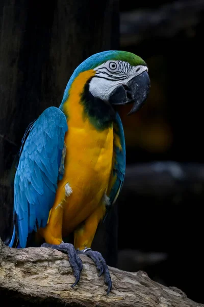 Cerca Cabeza Pájaro Loro Guacamayo Azul Amarillo Jardín —  Fotos de Stock