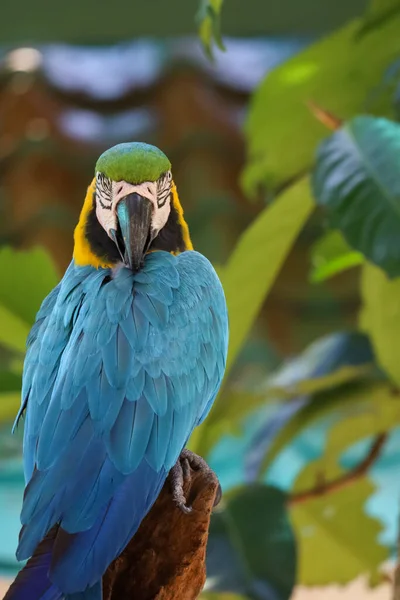 Kapatın Kafanızı Mavi Sarı Papağan Kuşu Bahçede — Stok fotoğraf