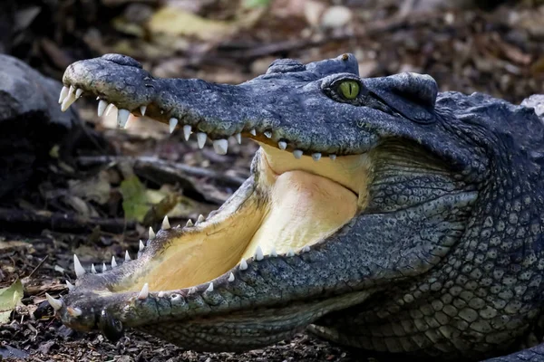 Close Crocodilo Ação Mostrar Cabeça Jardim — Fotografia de Stock