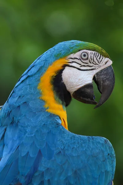 Fermer Tête Oiseau Perroquet Aras Bleu Jaune Dans Jardin — Photo