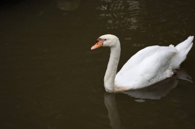 Beyaz kuğu nehirde yüzüyor. 