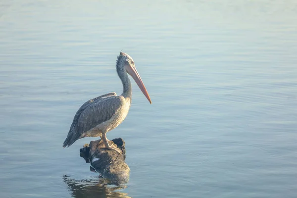 Grote Pelikaan Rust Uit Bij Rivier — Stockfoto