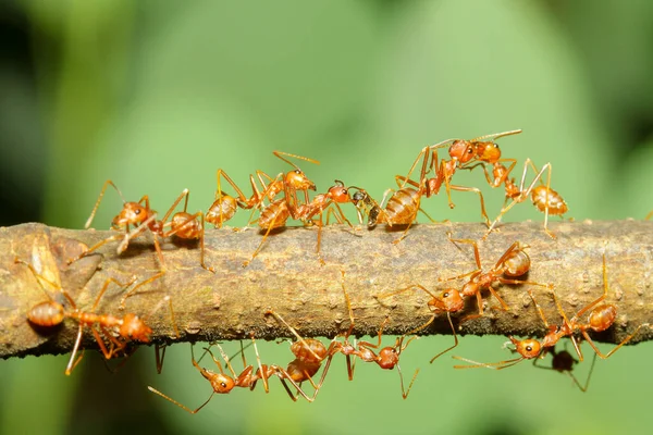 Primo Piano Gruppo Formica Rossa Albero Bastone Natura Thailandia — Foto Stock