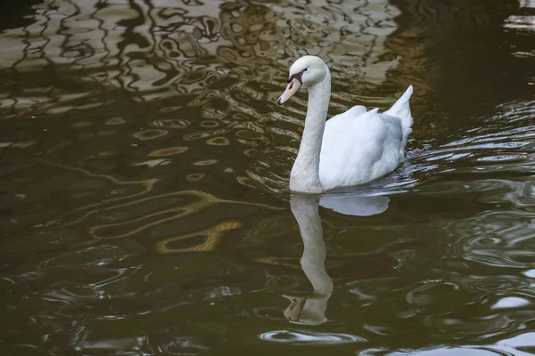 Белый Лебедь Плавает Реке — стоковое фото