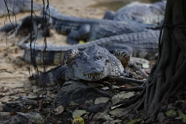 Gros Plan Crocodile Est Action Montrer Tête Dans Jardin — Photo