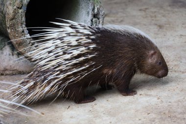 Malaya kirpi hayvanını kapatın. 