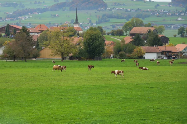 Skupinová Kráva Trávu Farmě Švýcarsku — Stock fotografie