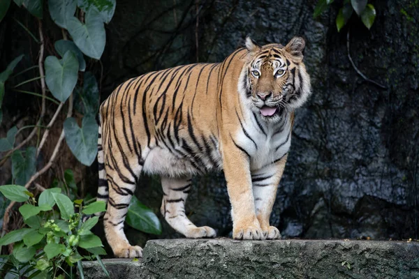 Primer Plano Tigre Bengala Hermoso Animal Peligroso Bosque Imagen de stock