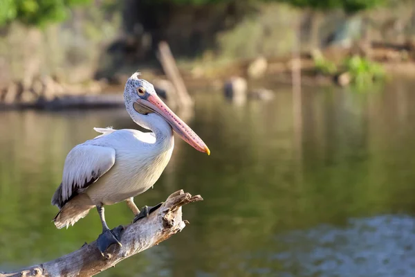 Gran Pájaro Pelícano Está Descansando Cerca Del Río —  Fotos de Stock