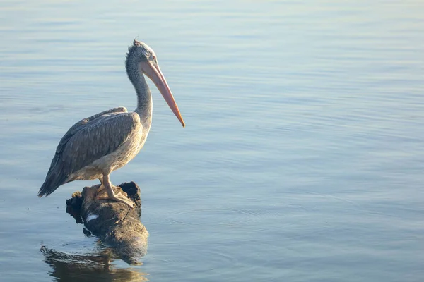 Great Pelican Bird Rest River — Stock Photo, Image