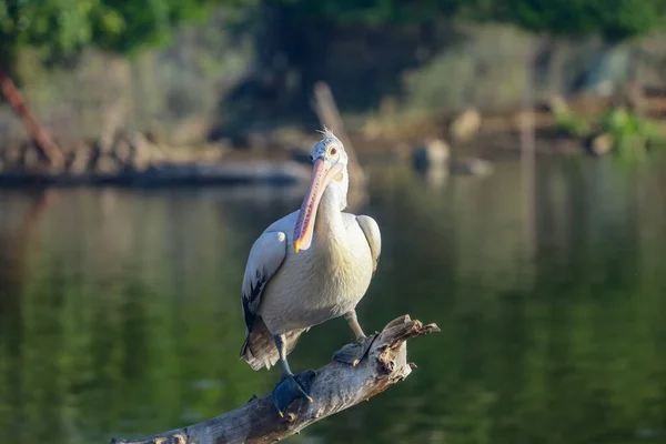 Der Große Pelikan Ruht Der Nähe Des Flusses — Stockfoto